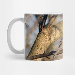 Mourning Dove Perching On A Tree Branch And Staring Mug